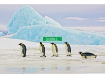 OBRAZ PENGUINS 120X80