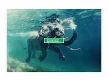 OBRAZ ELEPHANT 120X80