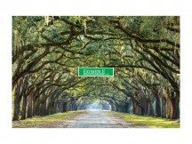 OBRAZ TREES I 120X80